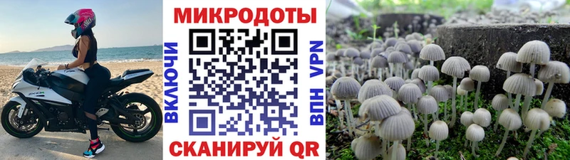 Псилоцибиновые грибы Psilocybe  Буинск 